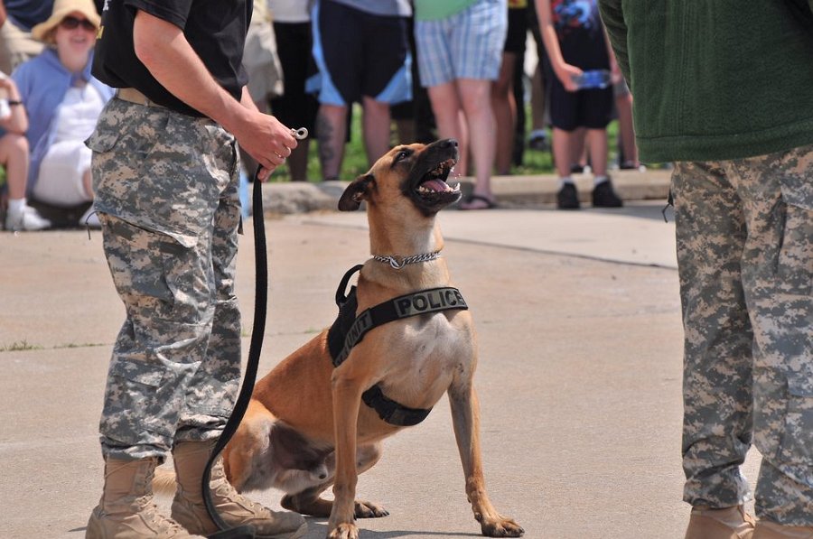 K-9 DSC 7844